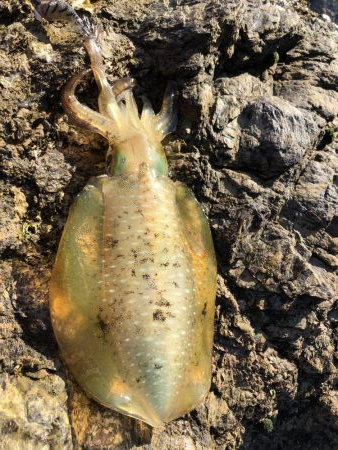 帰省釣行（津奈木町）最終日