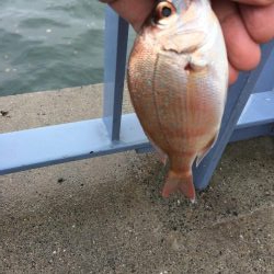 釣れるには釣れたが…