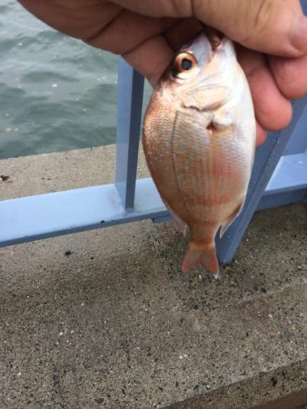 釣れるには釣れたが…