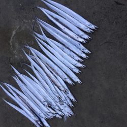 タッチ〜青物〜イカ