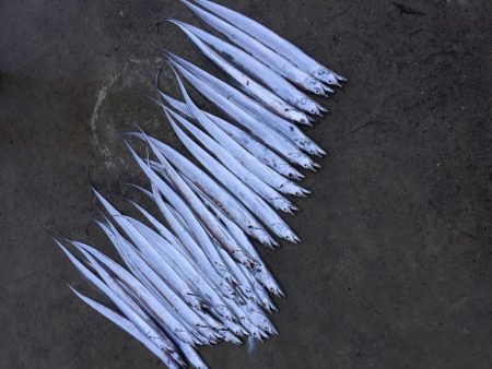 タッチ〜青物〜イカ