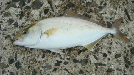 中紀初！！エビ撒き