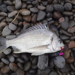 夜明け前は紀の川河口、その後煙樹ヶ浜へ!