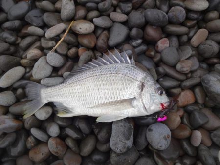 夜明け前は紀の川河口、その後煙樹ヶ浜へ!