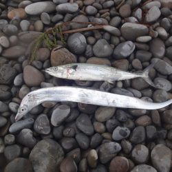 前回の当りを確認しに