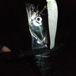 ワインド好調、ジギング不調