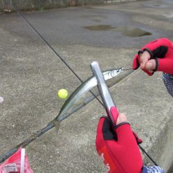 サヨリのついでにサゴシも?