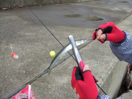 サヨリのついでにサゴシも？