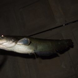 8月最後のナマズ