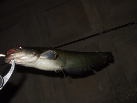 8月最後のナマズ