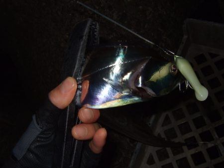 ベイトは多いもののアタリは少ない