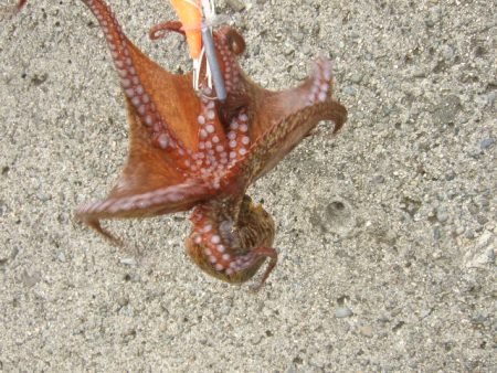 タコ~太刀魚の2プラン釣行