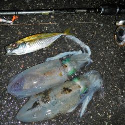 アジがだめでイカ