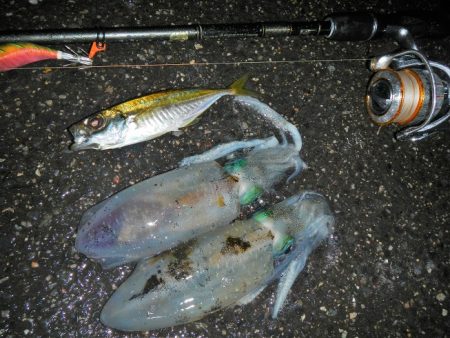 アジがだめでイカ