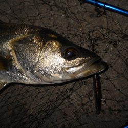 チャンスは逃さない。