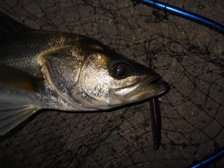 チャンスは逃さない。