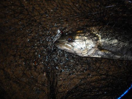 サヨリパターン不発…。