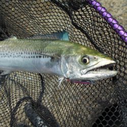 ジグパラサーフで色々と♪。