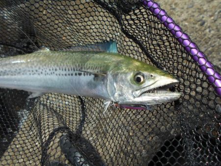 ジグパラサーフで色々と♪。