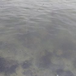 午後からエギング