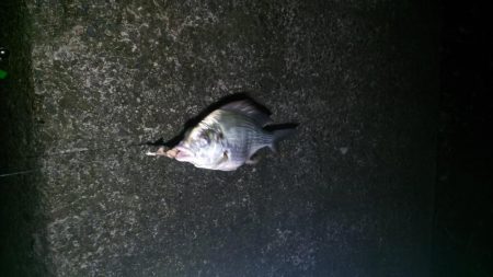 台風が来る前にぶっこみ釣り