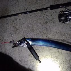 湘南小河川ライトゲーム