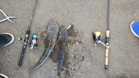 湘南小河川ライトゲーム