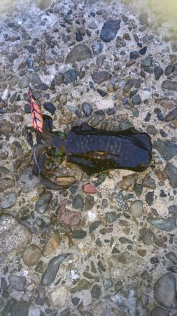 アオリイカ今秋初釣り