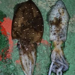 エギング&アジング