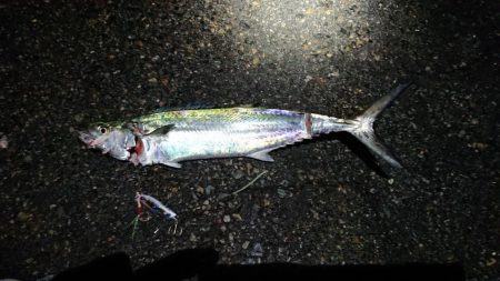 サゴシとタチウオとまさかの？？？と