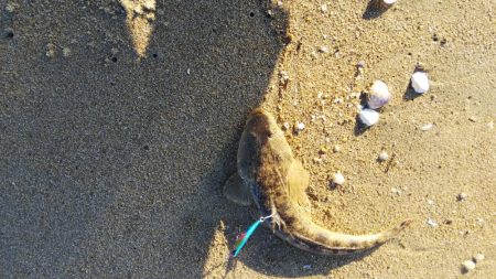 久しぶりのマゴチ釣行