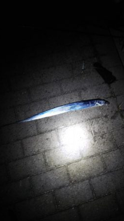 まだまだ小さい