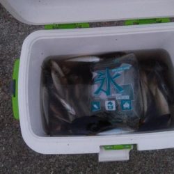 ジギングサビキで大物狙いのはずがイワシ大量