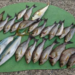 小浦一文字釣行