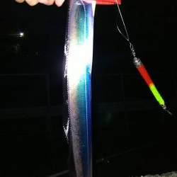 ついに太刀魚きました！