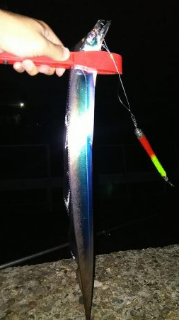 ついに太刀魚きました！