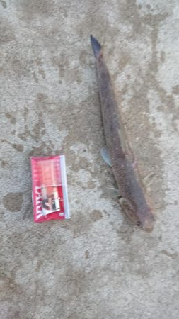 ジギングでエソ