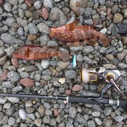 ロックフィッシュ