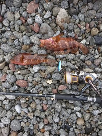 ロックフィッシュ