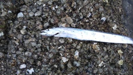 イカのはずが…