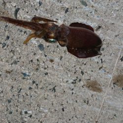 雨上がりに出撃