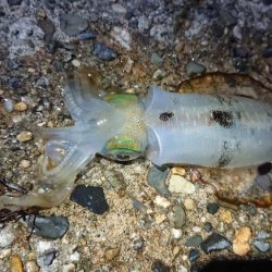 短時間ナイトエギング