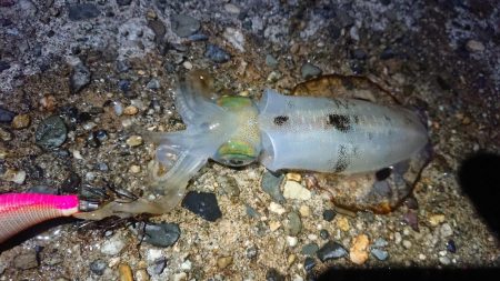 短時間ナイトエギング