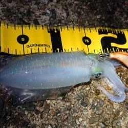 仕事終わりエギング