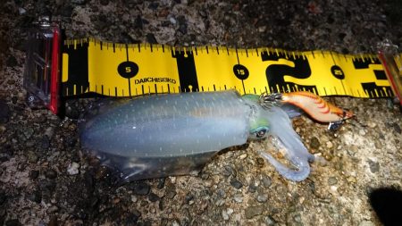 仕事終わりエギング