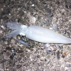 イカ釣り