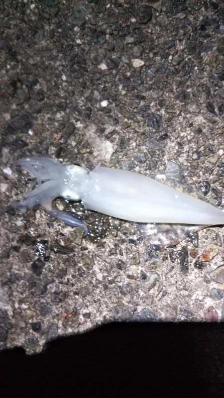 イカ釣り