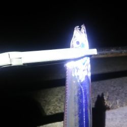 久し振りの太刀魚