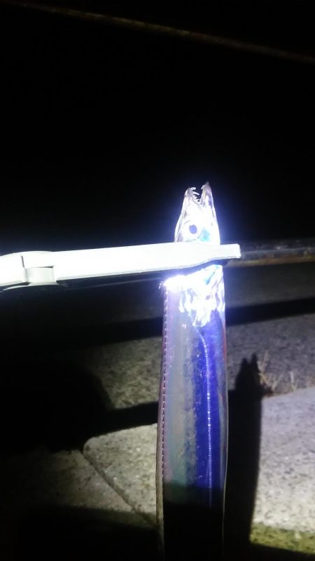 久し振りの太刀魚