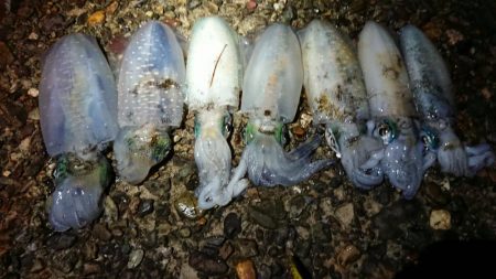 仕事終わりエギング